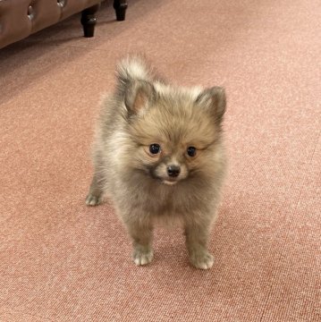 ポメラニアン【香川県・女の子・2020年2月21日・クリームセーブル】の写真「可愛い女の子」