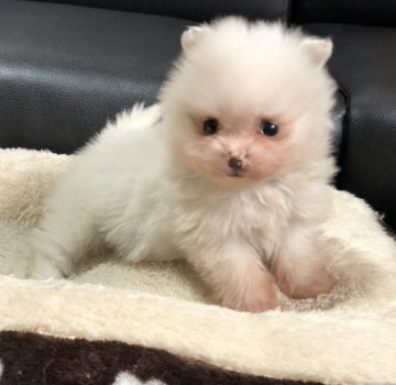 ポメラニアン【香川県・女の子・2019年11月22日・ホワイト】の写真「可愛い女の子！」