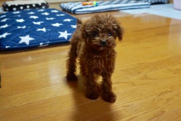 トイプードル(ティーカップ)【香川県・女の子・2019年3月23日・レッド】の写真「甘えん坊な可愛い女の子」