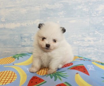 ポメラニアン【香川県・男の子・2019年6月29日・ホワイト ブラック】の写真「可愛い男の子」