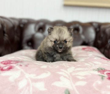ポメラニアン【香川県・女の子・2021年9月24日・クリームセーブル】の写真「可愛い女の子」
