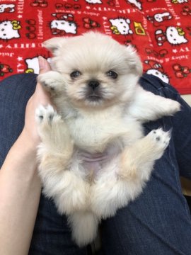 ペキニーズ【香川県・女の子・2017年10月20日・ホワイト】の写真「おっと〜りマイペースな女の子」