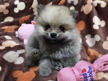 ポメラニアン【香川県・男の子・2017年7月7日・クリームセーブル】の写真「人懐っこい子です」