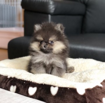 ポメラニアン【香川県・男の子・2019年8月3日・ブラックタン】の写真「可愛い男の子」