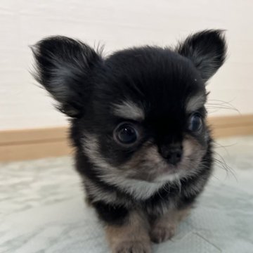 チワワ(ロング)【香川県・男の子・2024年7月10日・ブラッククリーム】の写真「可愛い男の子！」