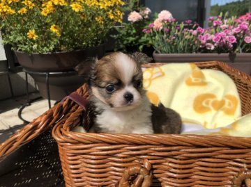 チワワ(ロング)【香川県・男の子・2018年4月9日・レッドホワイト】の写真「可愛い男の子」