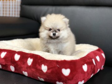 ポメラニアン【香川県・女の子・2019年6月20日・クリームセーブル】の写真「可愛い女の子」