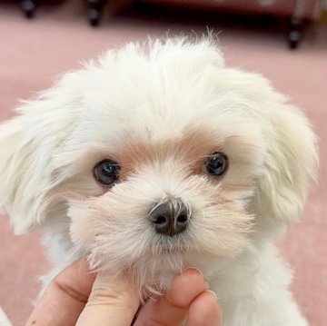 マルチーズ【香川県・女の子・2023年11月3日・ホワイト】の写真「可愛い女の子！」