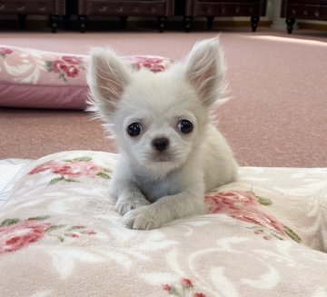 チワワ×ペキニーズ チワペキ【香川県・女の子・2020年1月13日・ホワイト】の写真「可愛い女の子！」