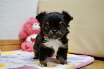 チワワ(ロング)【香川県・女の子・2019年1月12日・ブラックタンホワイト】の写真「可愛い女の子」
