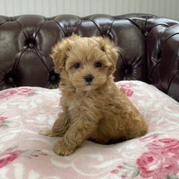 マルプー【マルチーズ×トイプードル】【香川県・女の子・2022年8月30日・アプリコット】の写真「可愛い女の子」