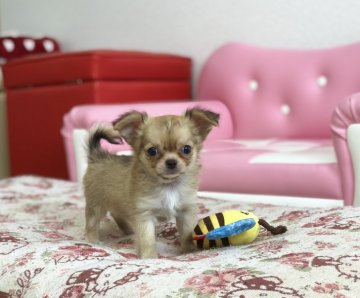 チワワ(ロング)【香川県・男の子・2018年7月10日・フォーン】の写真「可愛い男の子」