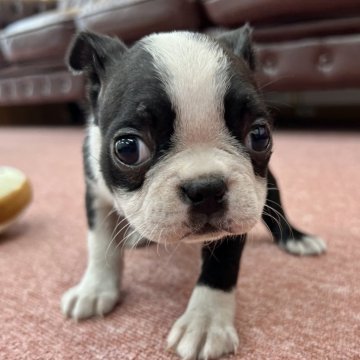ボストンテリア【香川県・女の子・2024年6月29日・ボストンカラー】の写真「可愛い女の子」