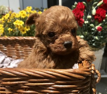 トイプードル(トイ)【香川県・男の子・2018年4月6日・レッド】の写真「マズルの詰まったクリクリお目目の小さな男の子」