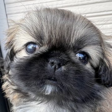 ペキニーズ【香川県・男の子・2023年8月31日・フォーン】の写真「可愛い男の子」