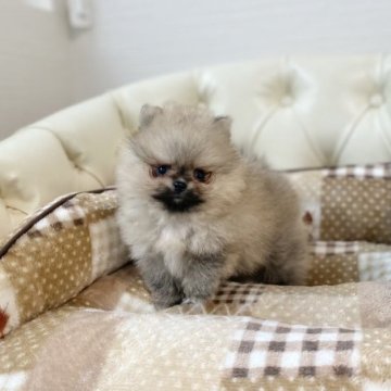 ポメラニアン【香川県・女の子・2022年12月23日・クリームセーブル】の写真「可愛い女の子」