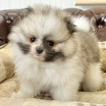 ポメラニアン【香川県・男の子・2023年7月4日・パーティー】の写真「可愛い男の子」