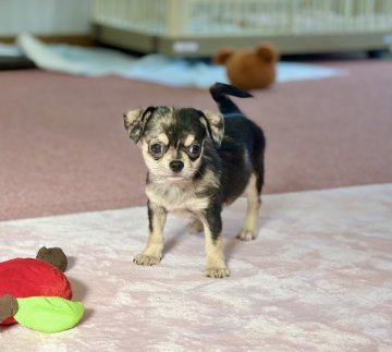 チワワ(スムース)【香川県・男の子・2021年8月20日・ブルーマールタン】の写真「可愛い男の子」