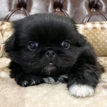 ペキニーズ【香川県・男の子・2023年6月6日・ブラック】の写真「可愛い男の子」