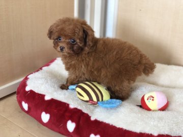 トイプードル(タイニー)【香川県・女の子・2018年12月17日・レッド】の写真「可愛い女の子」