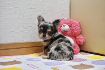 チワワ(ロング)【香川県・女の子・2018年12月25日・ブルーマール】の写真「可愛い女の子」
