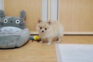 チワワ×ポメラニアン【香川県・女の子・2019年2月25日・クリーム】の写真「可愛い女の子！」