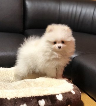 ポメラニアン【香川県・女の子・2019年9月27日・ホワイト】の写真「可愛い女の子」