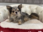 チワワ(ロング)【・女の子・2024年11月8日・ブルーマール】