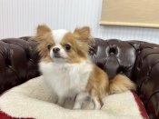 チワワ(ロング)【・女の子・2021年5月3日・クリームホワイト】