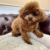 タイニープードル【・男の子・2024年6月2日・レッド】