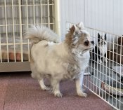 チワワ(ロング)【・女の子・2020年8月10日・パーティ】