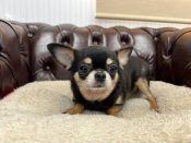 チワワ(スムース)【・女の子・2022年1月12日・ブラックタン】