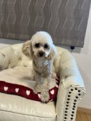 タイニープードル【・女の子・2025年3月24日・クリーム】