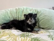 チワワ(ロング)【・女の子・2023年7月21日・ブラックタン】