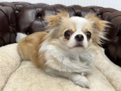 チワワ(ロング)【・女の子・2023年8月25日・クリームホワイト】