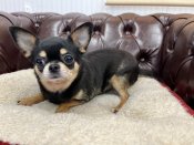 チワワ(スムース)【・女の子・2022年1月12日・ブラックタン】