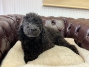 トイプードル(トイ)【・女の子・2022年11月3日・ブラック】