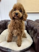 タイニープードル【・女の子・2024年12月19日・レッド】