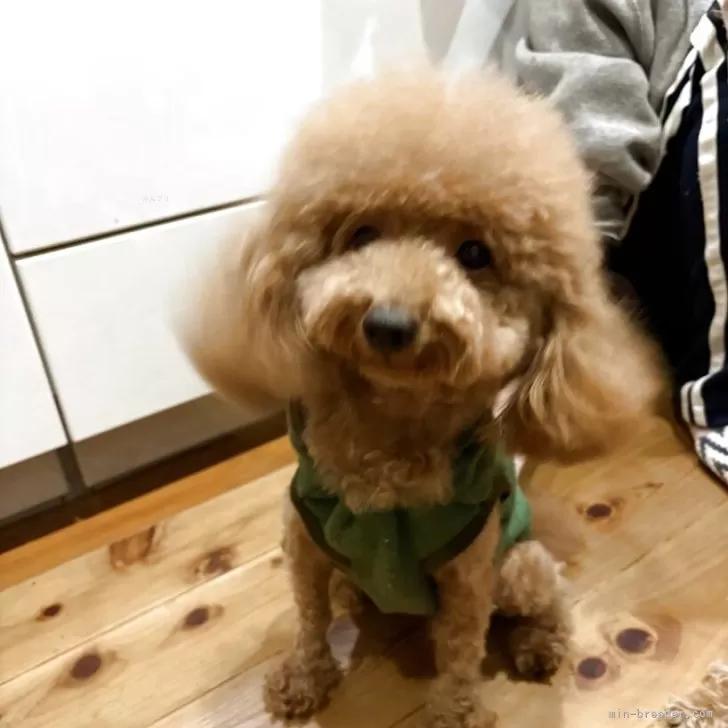 タイニープードル【香川県・男の子・2024年7月19日・レッド】の写真1「愛嬌があってなんとも可愛いです」