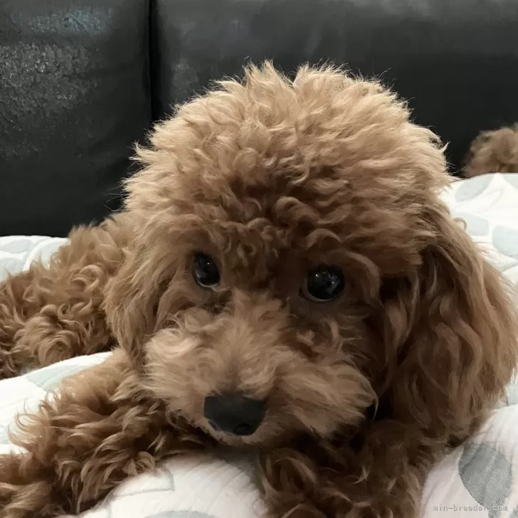 ID:2405-04141の子犬
