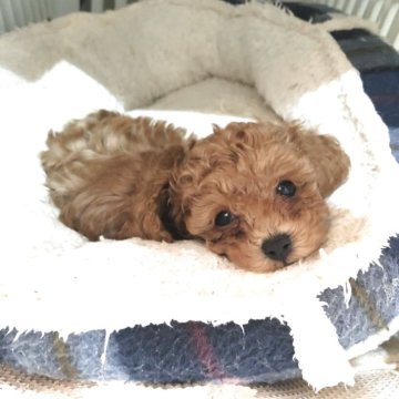 ティーカッププードル【香川県・男の子・2025年9月27日・レッド】の写真「AMチャンピオン家系の可愛いお顔の子」