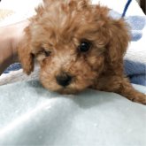 トイプードル(タイニー)