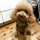 タイニープードル【香川県・男の子・2024年7月19日・レッド】の写真9「毛が伸びてきたのでトリミングしました」