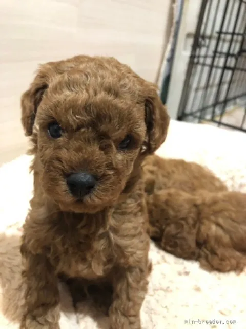 ID：2201-04368の子犬