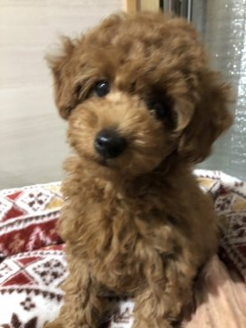 トイプードル(タイニー)【香川県・女の子・2019年8月26日・レッド】の写真「パパはAMチャンピオン直子・ママは孫」