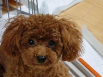 トイプードル(ティーカップ)【香川県・男の子・2014年11月30日・レッド】の写真「アメリカチャンピオン血筋のティーカップの可愛い子」