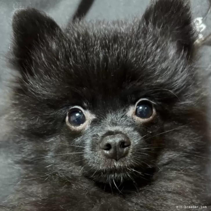 ID:2505-07256の子犬