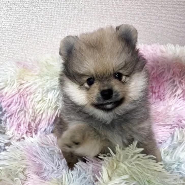 ID：2507-07352の子犬