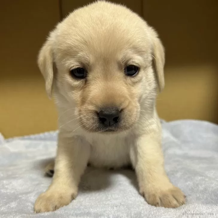 T.N 様のお迎えした子犬