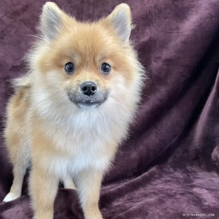 ポメラニアン【三重県・男の子・2025年5月29日・オレンジセーブル】の写真1